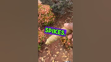 How to install Fertilizer Spikes, apply late Fall and Early Spring.