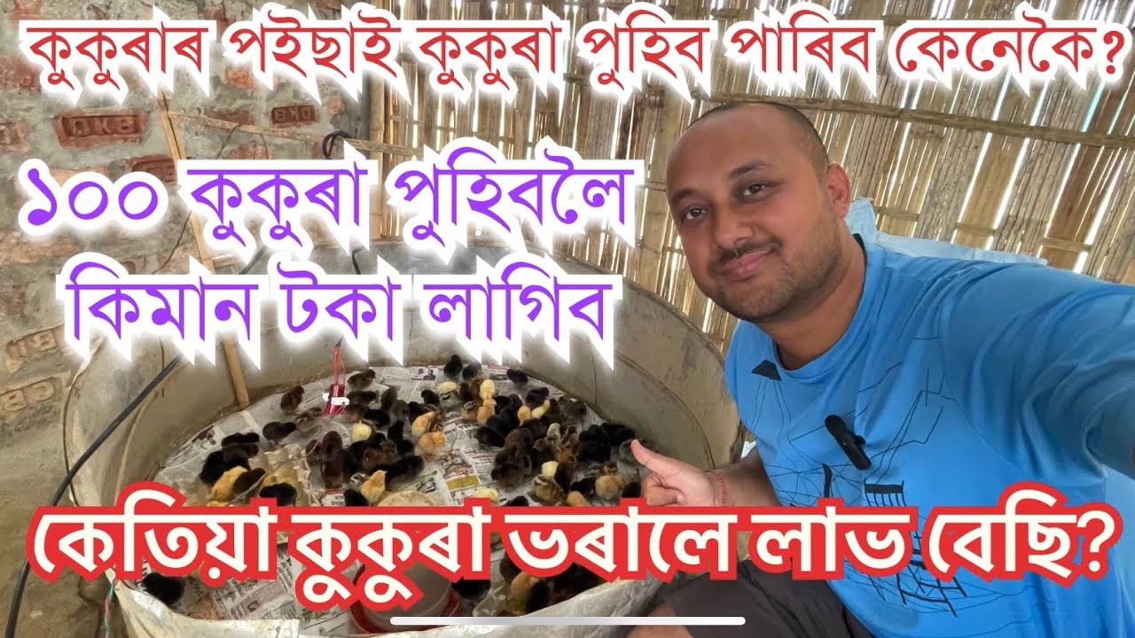 কুকুৰা পালন।কুকুৰা কেতিয়া ভৰালে লাভ বেছি হয় How to start Chicken farming. Chicken farming in Assam