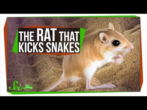 The Baller Rat That Kicks Rattlesnakes in the Face