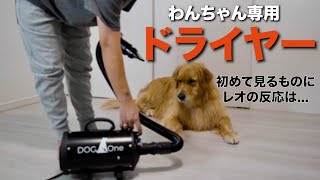 犬専用ドライヤーに興奮するゴールデンレトリバーレオ