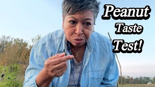 видео: Я впервые собираю арахис! картинка: Я впервые собираю арахис!