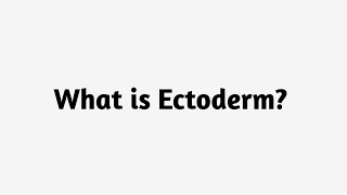 What Is Ectoderm ?