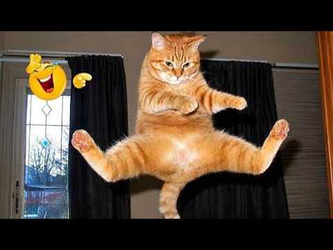 Funny Cat Caught Making a Scene 🤪😹 Funniest Cats Video 2026