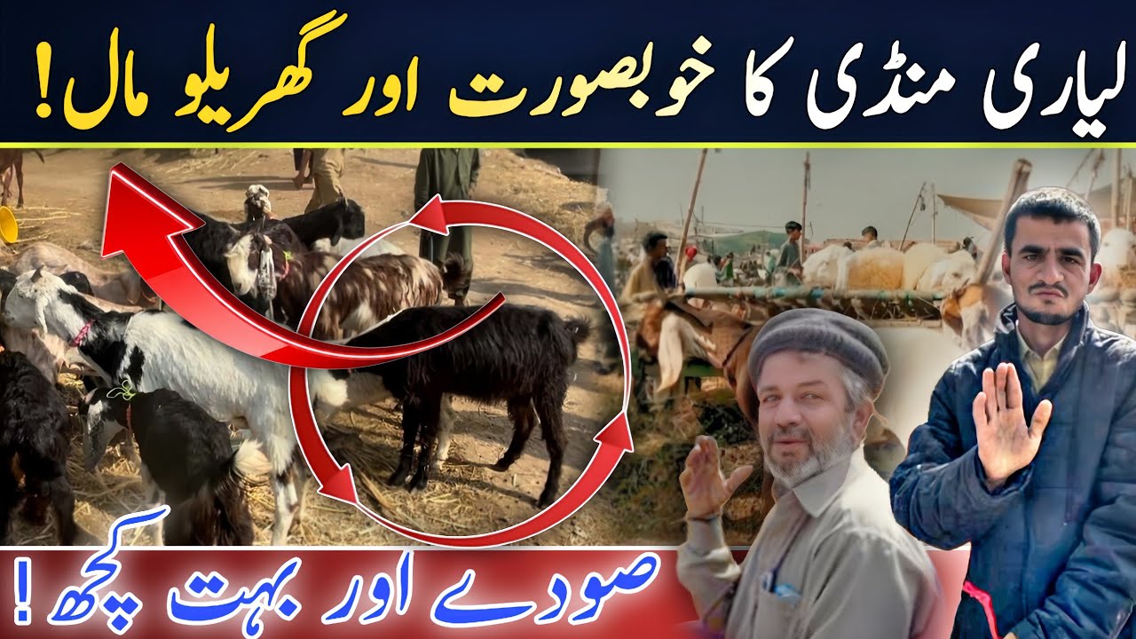 Liyari Bakra Mandi Ka Ghairlo  Maal 😱 | Live Soday 🔥🐐
