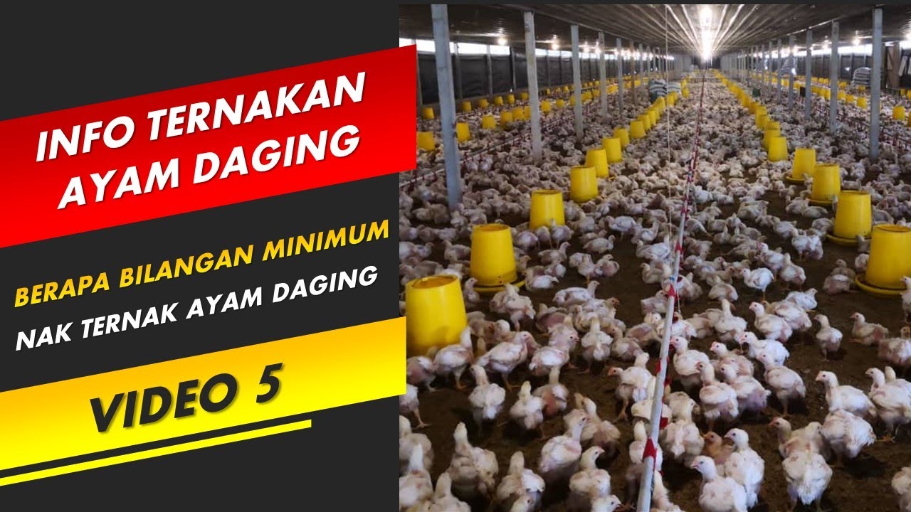 Info Ternakan Ayam Daging - Video 5 - Berapa Jumlah Minimum Nak Ternak