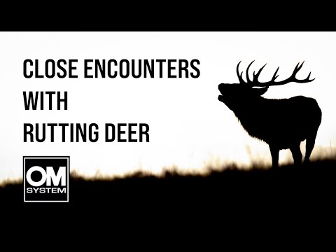 Tips & Tricks for Photographing the Deer Rut | Bradgate Park | OM System OM-1 | Wildlife Photography