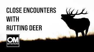 Tips & Tricks for Photographing the Deer Rut | Bradgate Park | OM System OM-1 | Wildlife Photography
