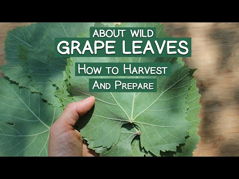 Video: What Are Wild Grapes – Identifying Wild Grape Vines In The Landscape