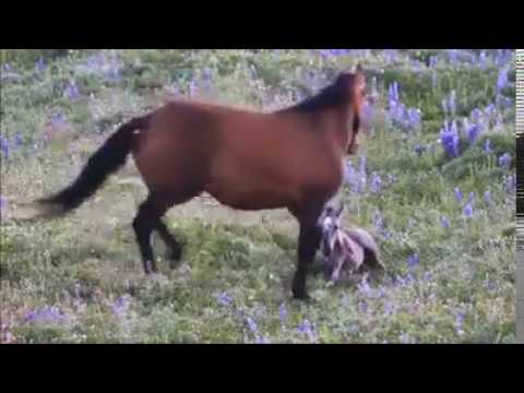 Mother Horse Protects Newborn Foal