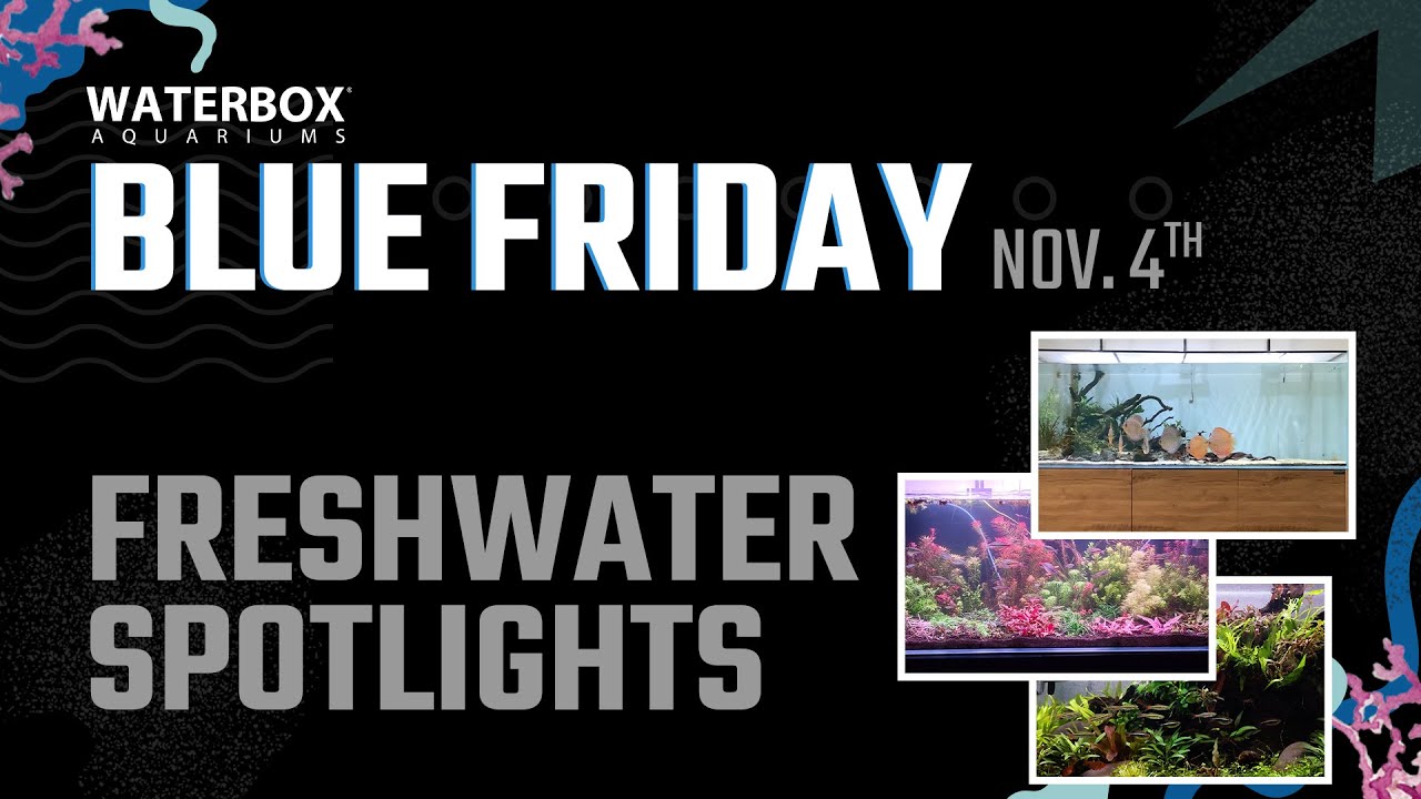 Spotlighting Some Of The Best Freshwater Waterbox. YouTube