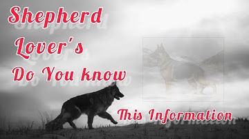 Ultimate German Shepherd: A Fascinating Journey on YouTube"#animals #nature #wildlife