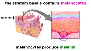 The Integumentary System screenshot 4