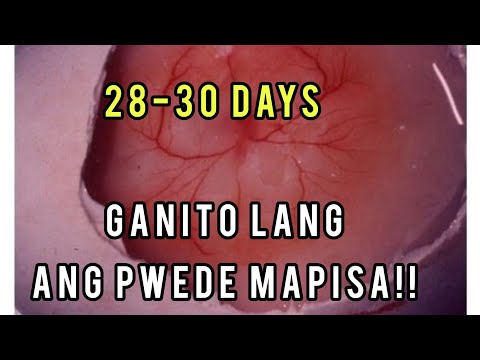 Video: 3 Mga paraan upang mapisa ang mga Egg ng Gansa