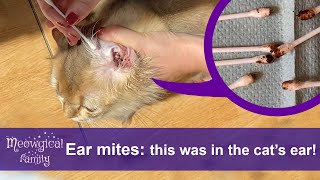 How to Treat and Clean Ear Mites in 2 Easy Steps?  Look What Was in the Cats' Ears!