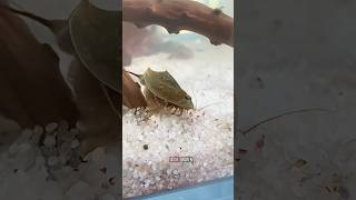 Part 24 😅🦀 #sumikohh #urzeitkrebse #aquarium #smallpets #triops #krebse