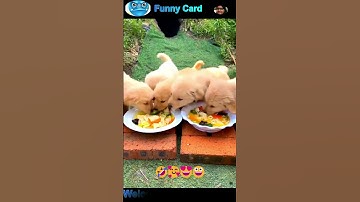 funny videos of cats and dogs #cat #dog #funny #cats #dogs #shorts #viral #shortvideo