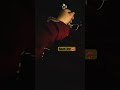 #bollywood #bollywoodsongs #song #music #youtubeshorts