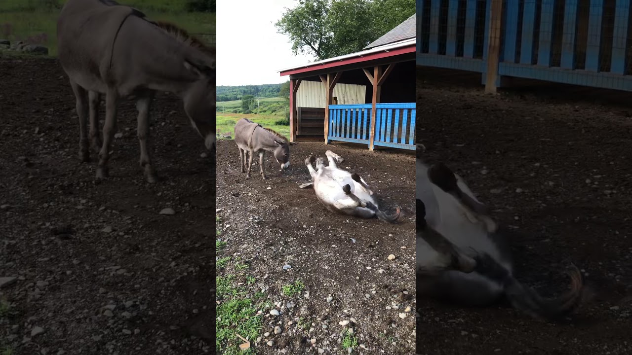 Donkey Dirt Bath