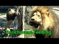 Lion Enrichment Feeding with Male Jabari, 2 Lioness Sisters, Cub Pilipili 🦁 Lincoln Park Zoo Chicago