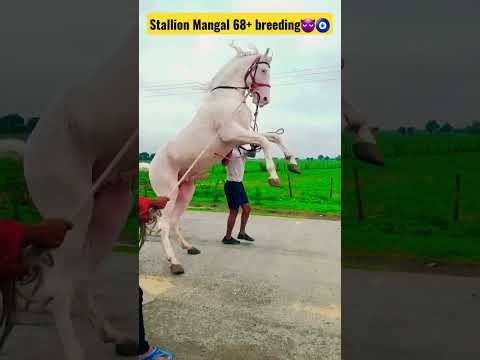 Stallion Mangal 68 #breeding #nukra #nukraghora  #horse #horselover #horsebreeding #kaam25 #shorts