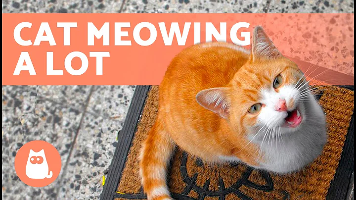 What to Do if My CAT MEOWS A LOT 🐱🔊 (10 Causes and Solutions) - DayDayNews