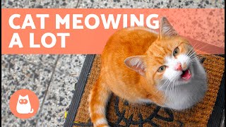What to Do if My CAT MEOWS A LOT 🐱🔊 (10 Causes and Solutions)