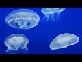 Live Moon Jelly Cam - Monterey Bay Aquarium