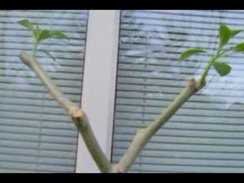 Video: Drvo Brugmansije