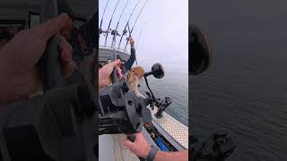 Big Sea Dragon Incoming #deepsea #lingcod #fishing