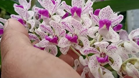 Lan rừng bình thuận ngày 12-5 LH 036.928.2043 Ngọc điểm rừng cà ná khủng mới về rất hiếm giá rẻ