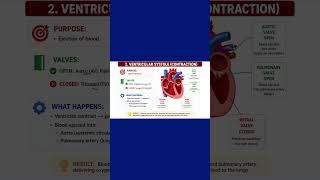 🫀 Ventricular Systole Explained | Cardiac Cycle Made Easy | Physiology #medicine #medicalstudent