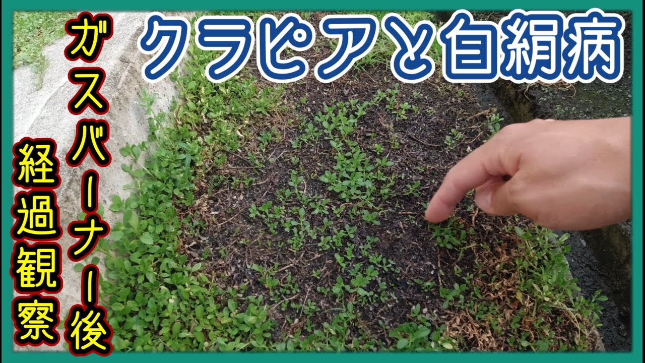 クラピアと白絹病 ~ファイヤー後からの回復~【庭 #38】 - YouTube