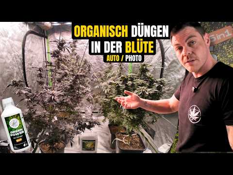 🌱 So dünge ich organisch in der Blüte – für Photoperioden & Automatics