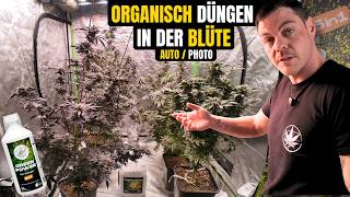🌱 So dünge ich organisch in der Blüte – für Photoperioden & Automatics