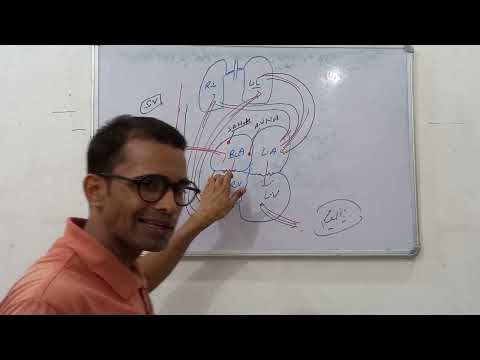 Chambers in Heart ♥ and Blood circulation