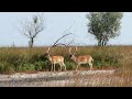 Европейская Лань на острове Джарылгач / Fallow deer