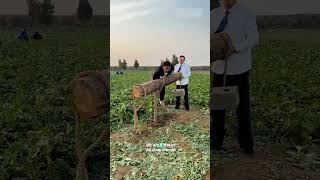 Uprooted the radish by tying a rope. #shortvideo