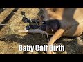 BABY CALF BEING BORN