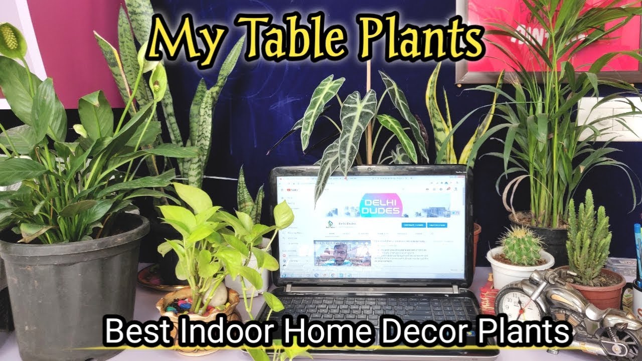 Table Top Office Desk Indoor Plants Dining Table Indoorplants