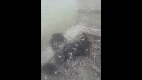 Anak belibis umur 1 bulan