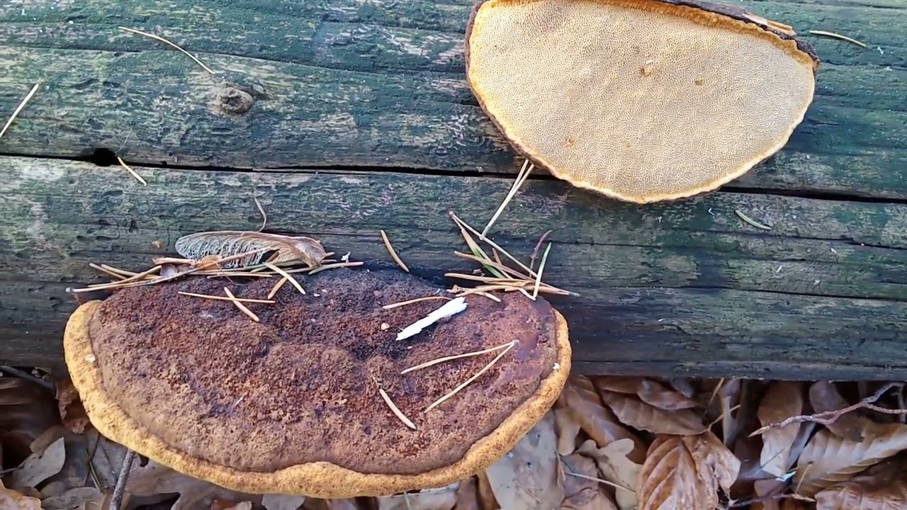 Niszczyca anyżkowa (Gleophyllum odoratum).