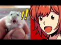 An Overdramatic Hamster | Meme Videos