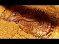 बहुत ही भयंकर कोबरा इस उपलि में, ऐसा मंजर बहुत कम देखने को मिलता है।😱 World Snake Day Special Video