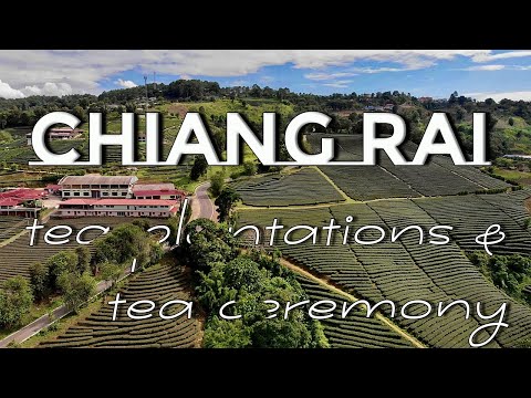 🔴 Chiang Rai: Choui Fong and 101 Tea Plantations & Tea Ceremony Travel Guide