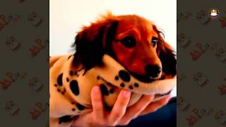 Funny Dachshund Compilation 2017 # 8