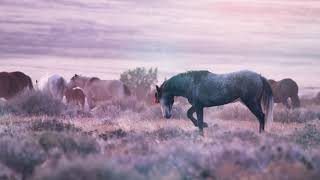 WILD LANDS WILD HORSES - LIVE SCREENING - PROMO by Wild Lands Wild Horses 754 views 3 years ago 34 seconds