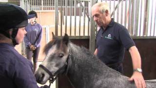 Neglected ponies given a lifeline