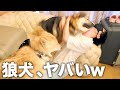 巨大&やんちゃなオオカミ犬に遊ばれもみくちゃにされました【ウルフドッグ】