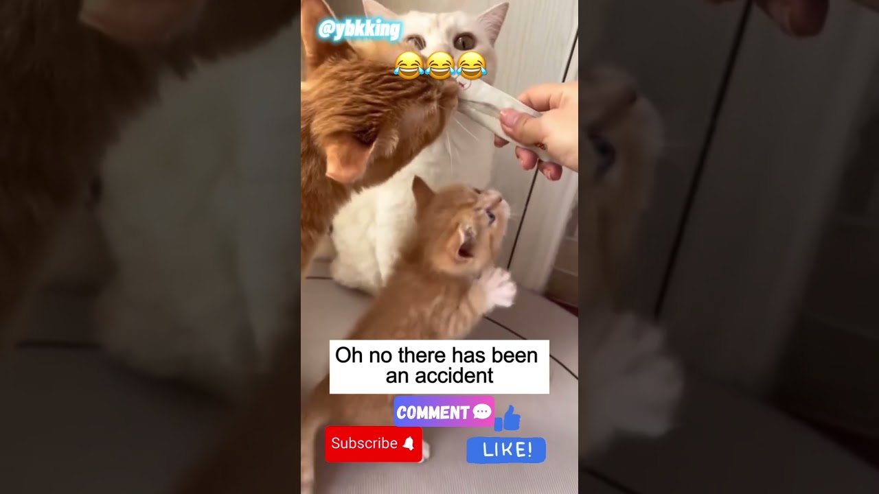 Why Do Cat’s Ack Like They Never Eat?🤔😂