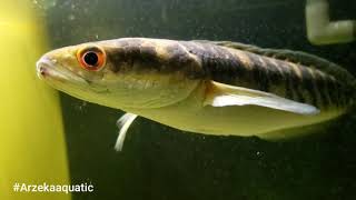Channa Marulioides Yellow Sentarum Red Eye